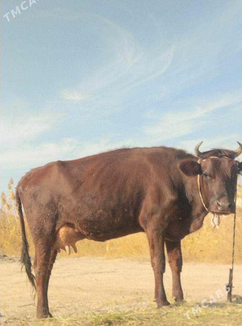 аргинал бурлат голели сыгыр - Чарджоу - img 2