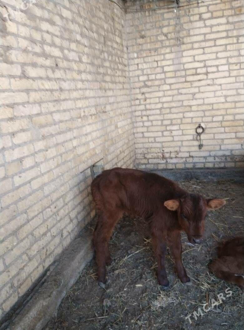 аргинал бурлат голели сыгыр - Чарджоу - img 4