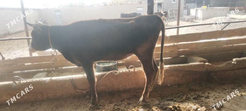 sygyr - Kaka - img 3