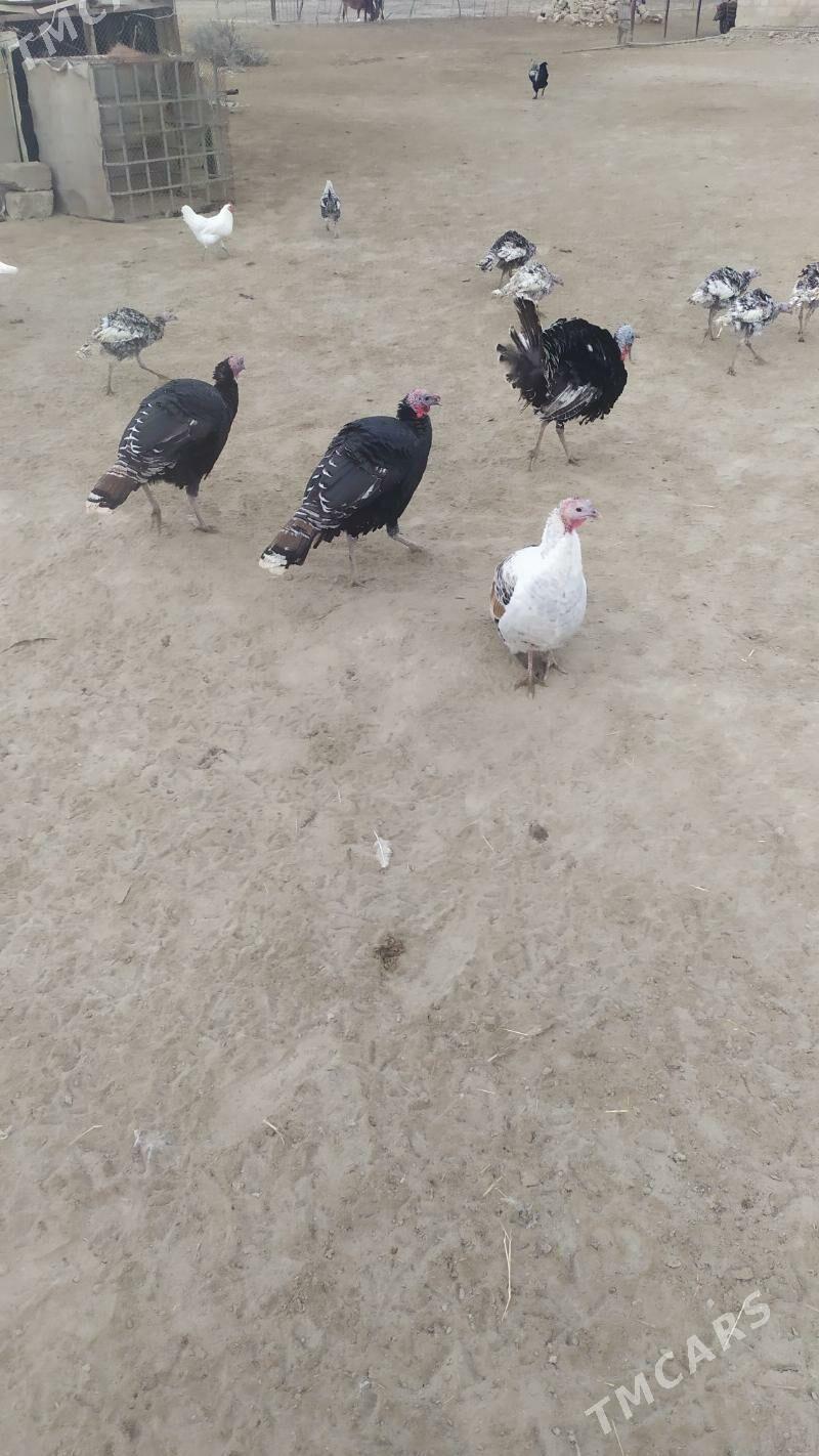 Guslar - Этрек - img 1