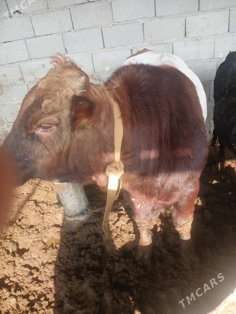 okuz - Ýaşlyk - img 1