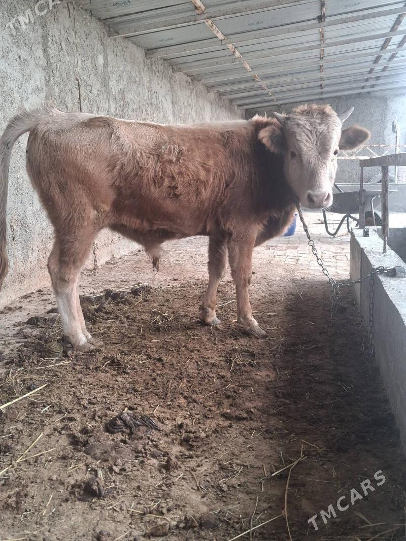 okuz - Гёкдепе - img 3