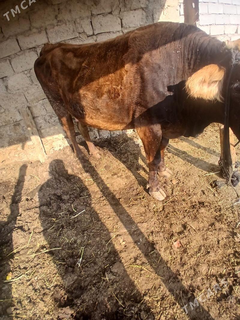 okuz - Ýaşlyk - img 4