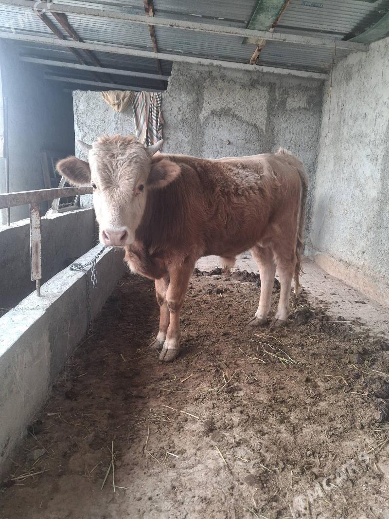 okuz - Гёкдепе - img 4