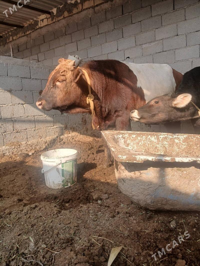 okuz - Ýaşlyk - img 3