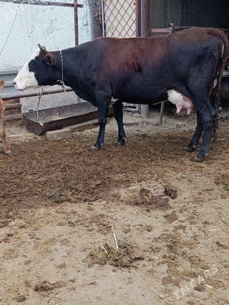 Simental gatyşyk goleli sygyr - Гёкдепе - img 4