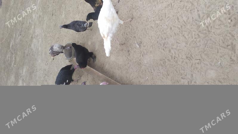 Guslar - Этрек - img 2