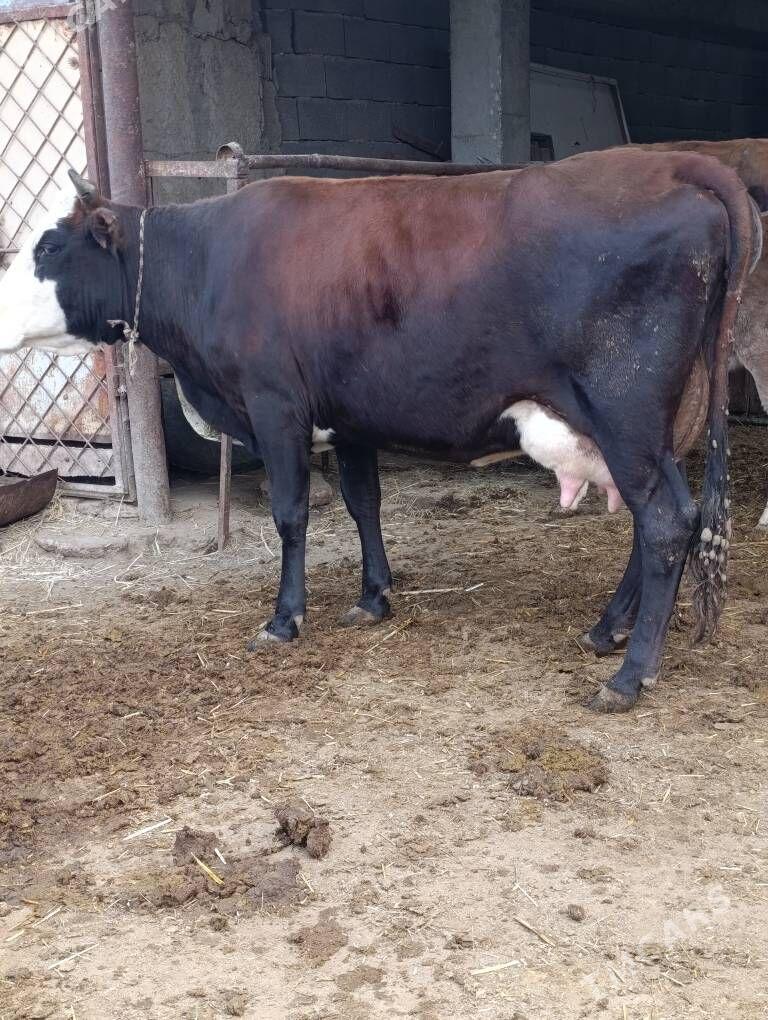 Simental gatyşyk goleli sygyr - Гёкдепе - img 2