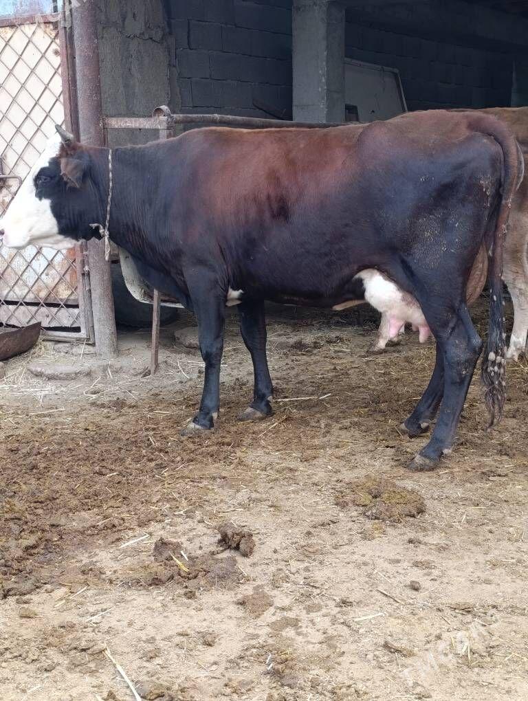 Simental gatyşyk goleli sygyr - Гёкдепе - img 7