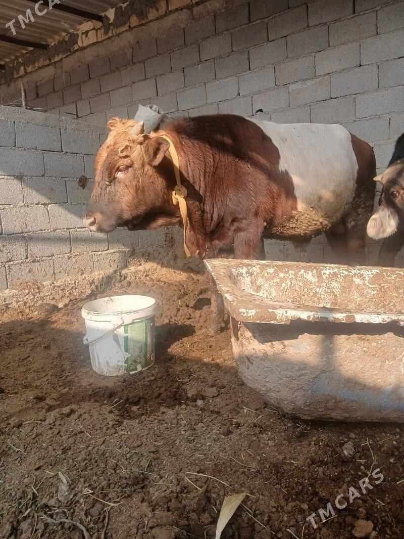 okuz - Ýaşlyk - img 2