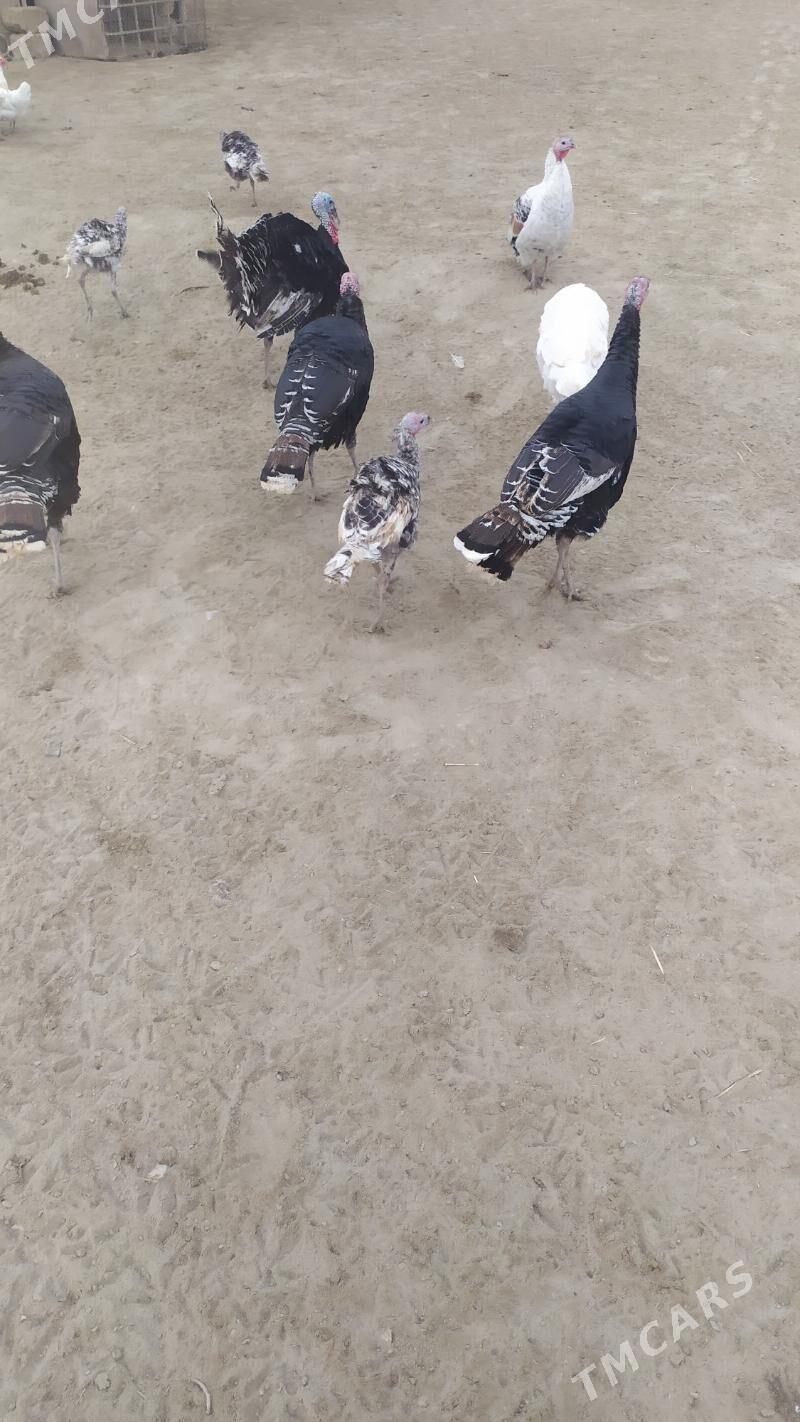 Guslar - Этрек - img 3