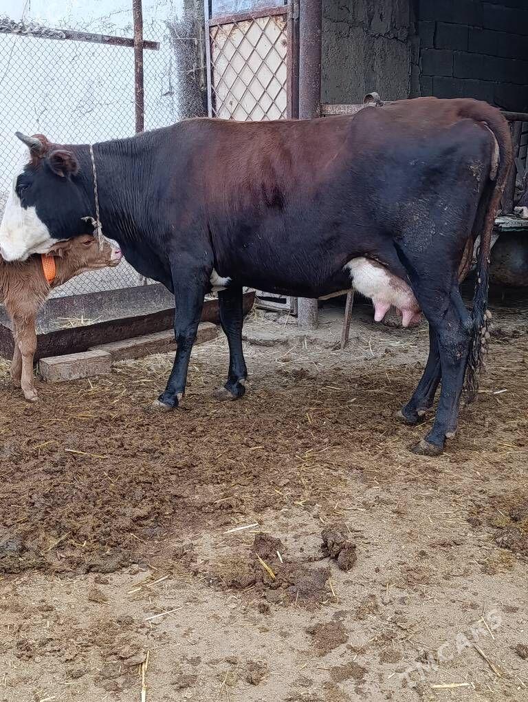 Simental gatyşyk goleli sygyr - Гёкдепе - img 5