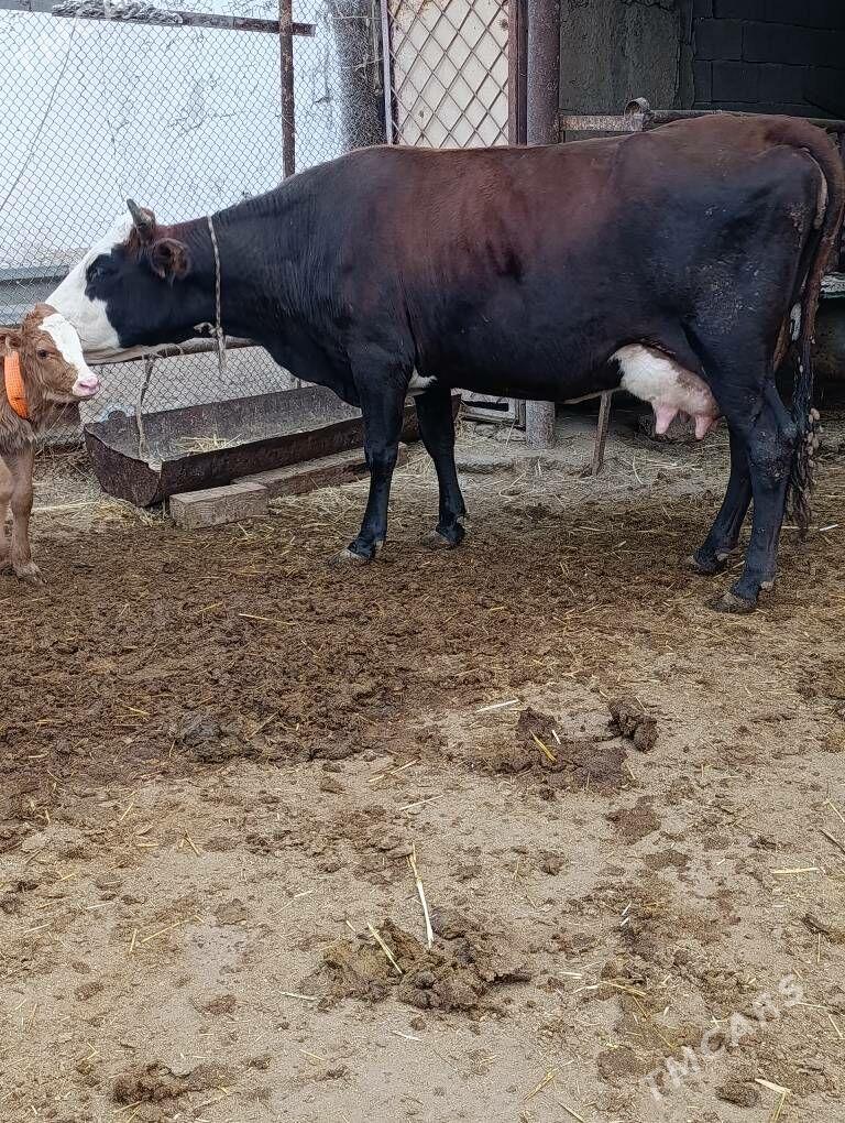 Simental gatyşyk goleli sygyr - Гёкдепе - img 6