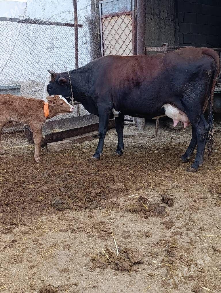 Simental gatyşyk goleli sygyr - Гёкдепе - img 3