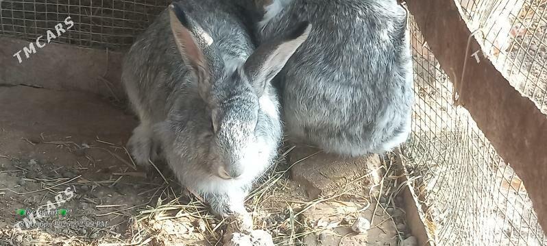 Welikan towsan. - Чарджоу - img 3