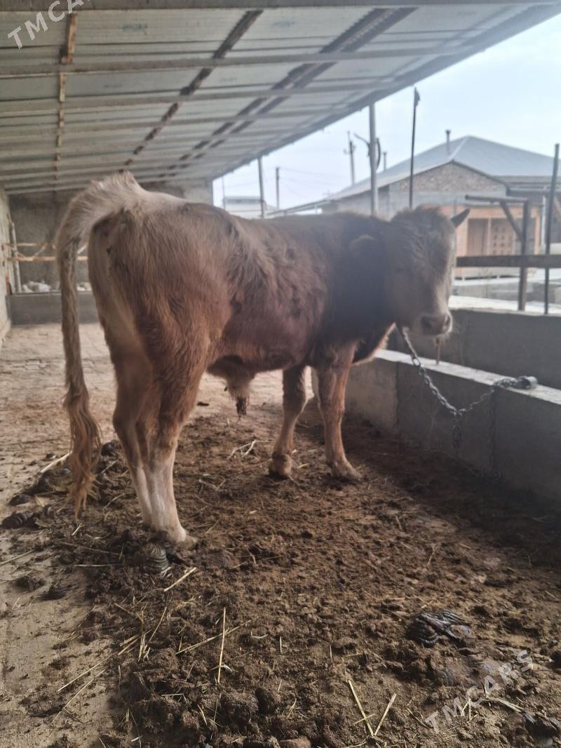 okuz - Гёкдепе - img 2