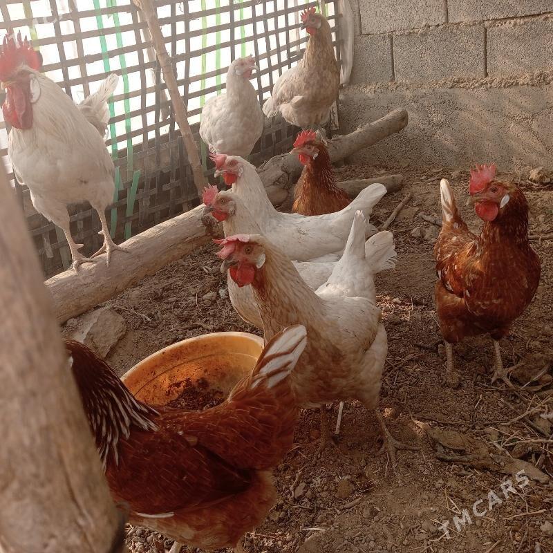 Lohman Sandy Lohman Brown - Гёкдепе - img 6