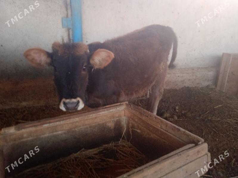 gole tuwe - Ak bugdaý etraby - img 2