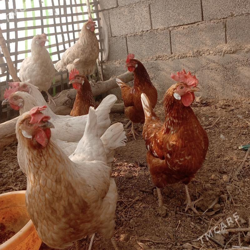 Lohman Sandy Lohman Brown - Гёкдепе - img 4