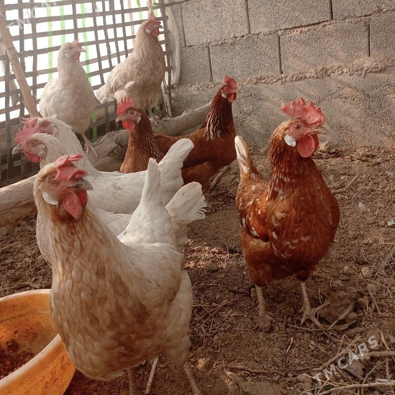 Lohman Sandy Lohman Brown - Гёкдепе - img 5