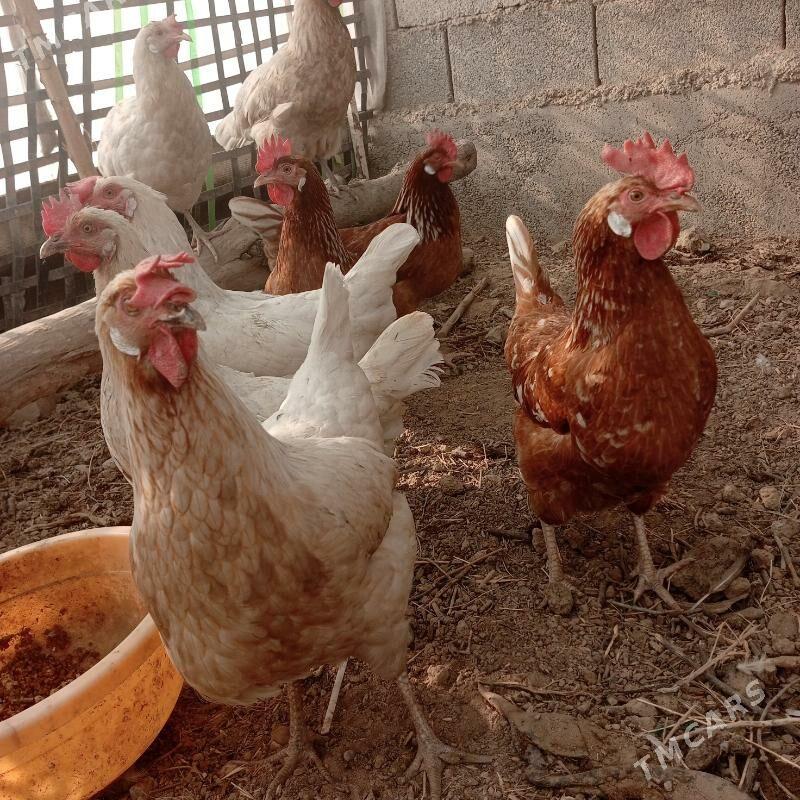 Lohman Sandy Lohman Brown - Гёкдепе - img 3