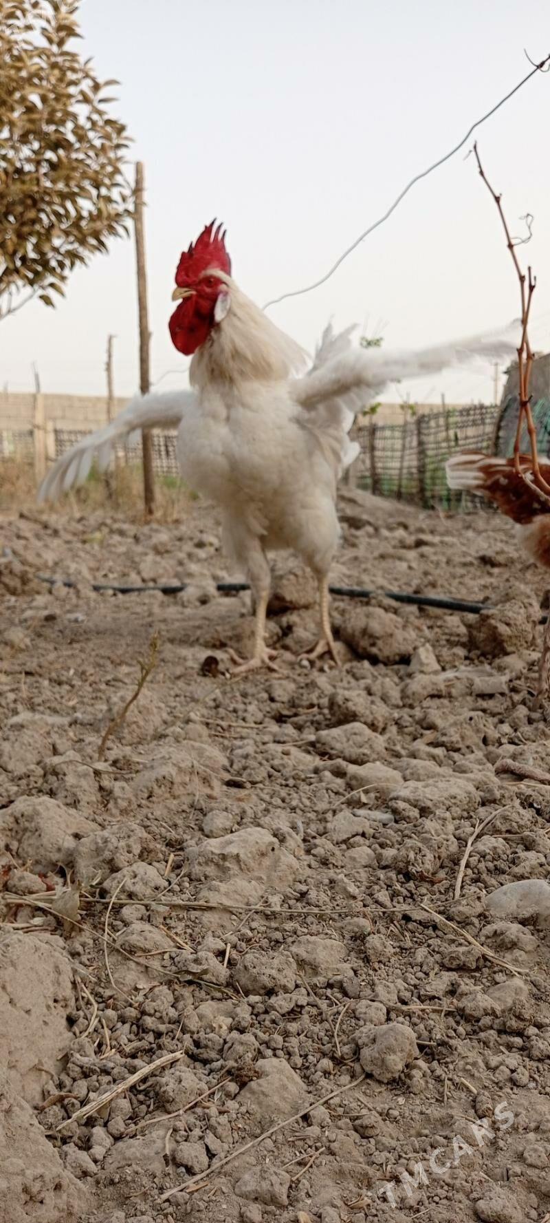 Lohman Sandy Lohman Brown - Гёкдепе - img 2