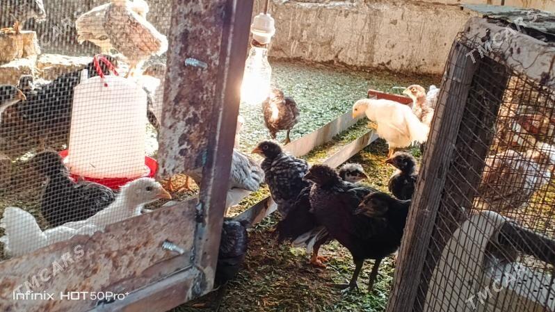 Gigant jüyje - Mary - img 2