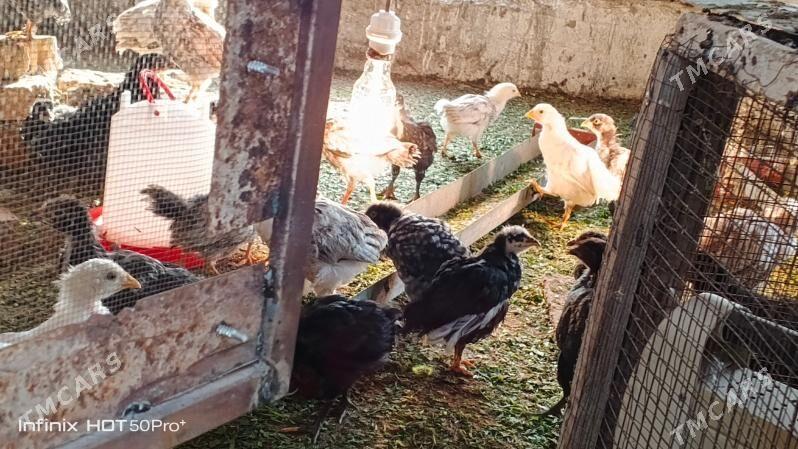 Gigant jüyje - Mary - img 5