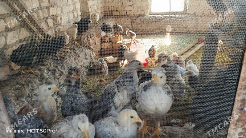 Gigant jüyje - Mary - img 3