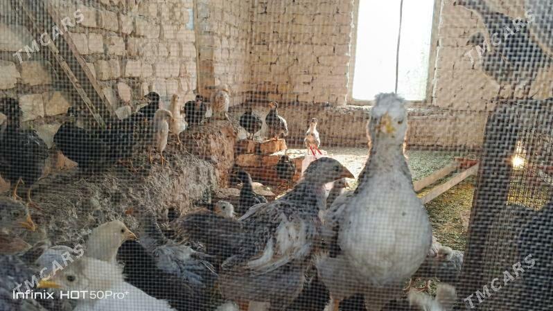 Gigant jüyje - Mary - img 4