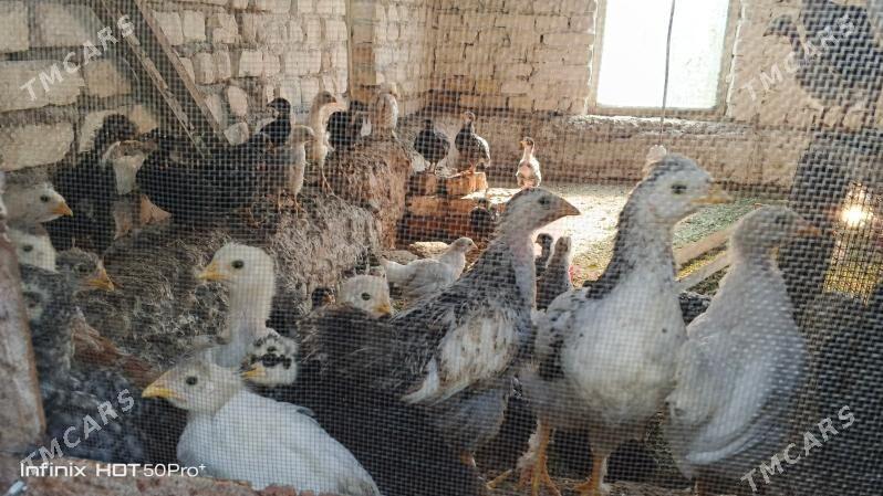 Gigant jüyje - Mary - img 6