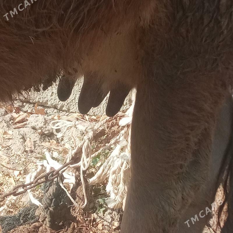 Sygyr - Bäherden - img 2