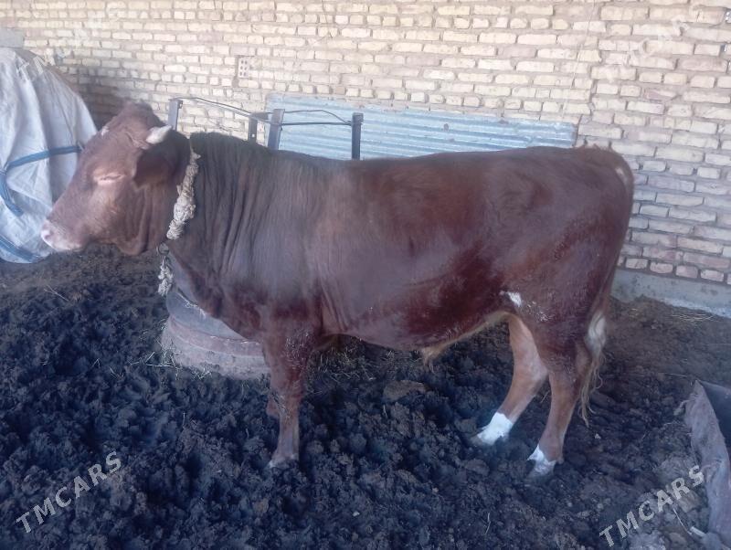 okiz bakilan - Бабадайхан - img 2