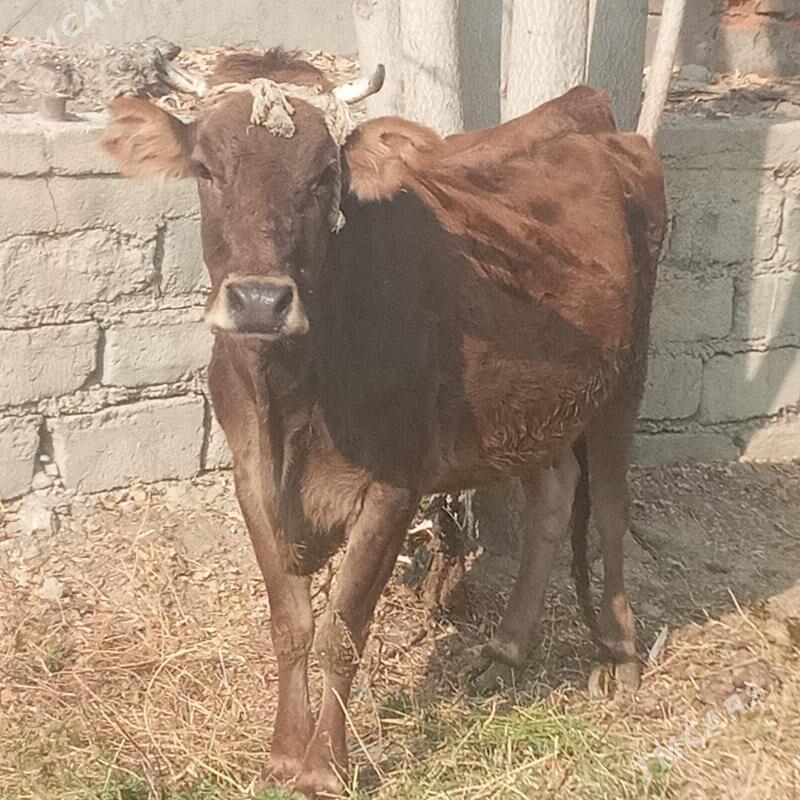 Sygyr - Bäherden - img 3