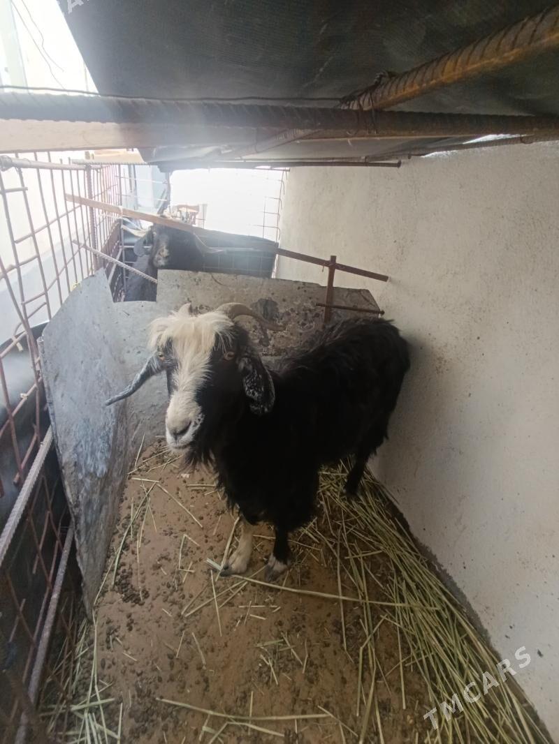 Geci - Чоганлы - img 3