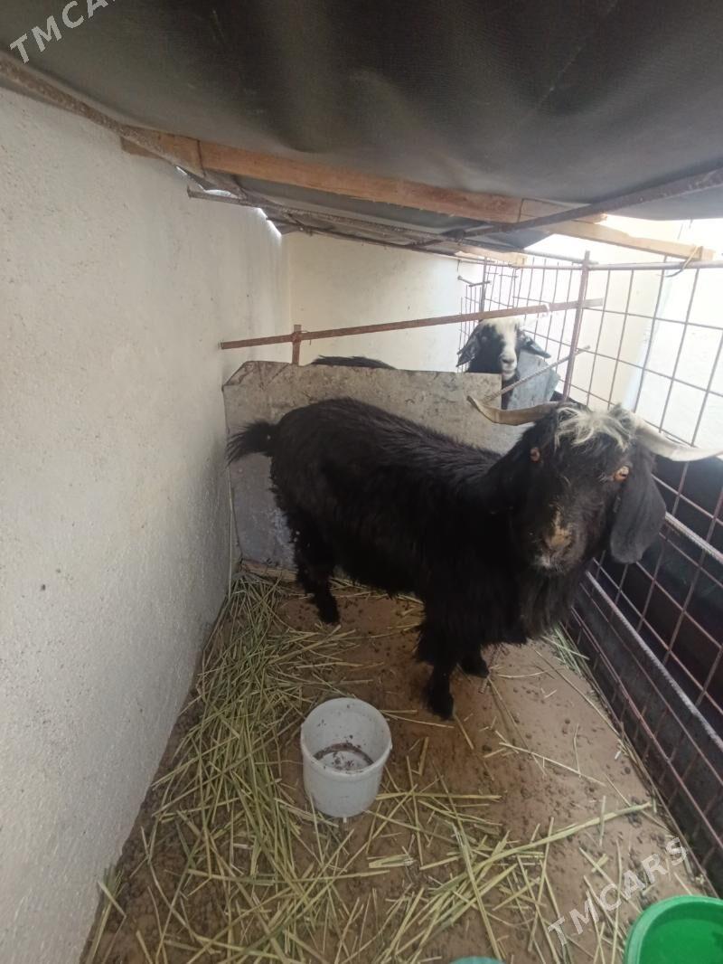 Geci - Чоганлы - img 2