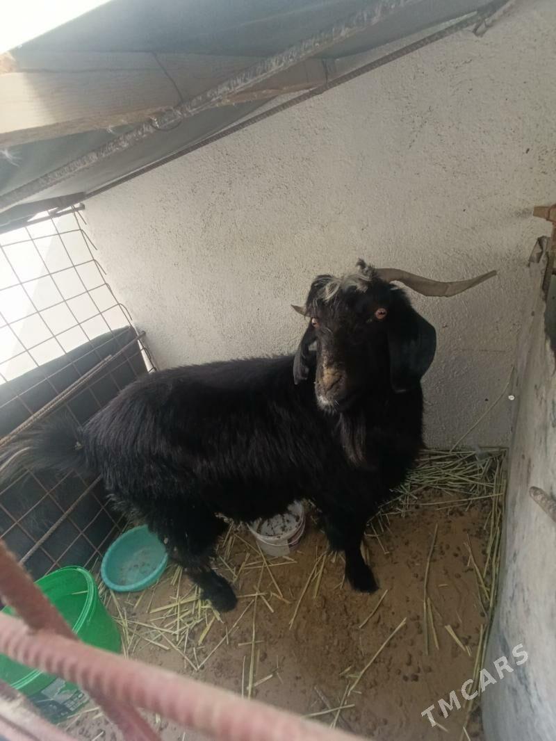 Geci - Чоганлы - img 1