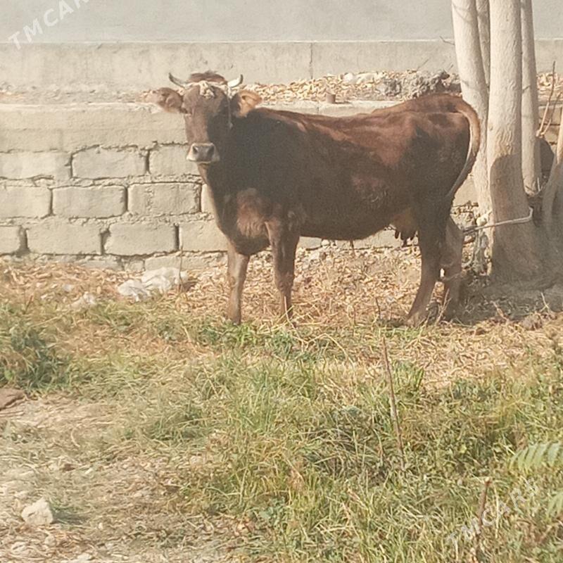 Sygyr - Bäherden - img 4