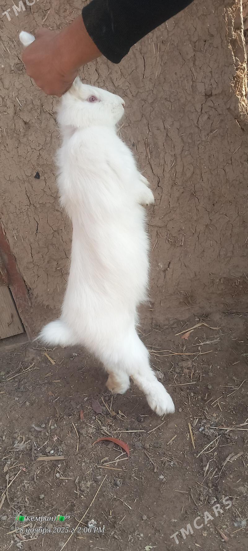 Welikan towsan. - Чарджоу - img 2