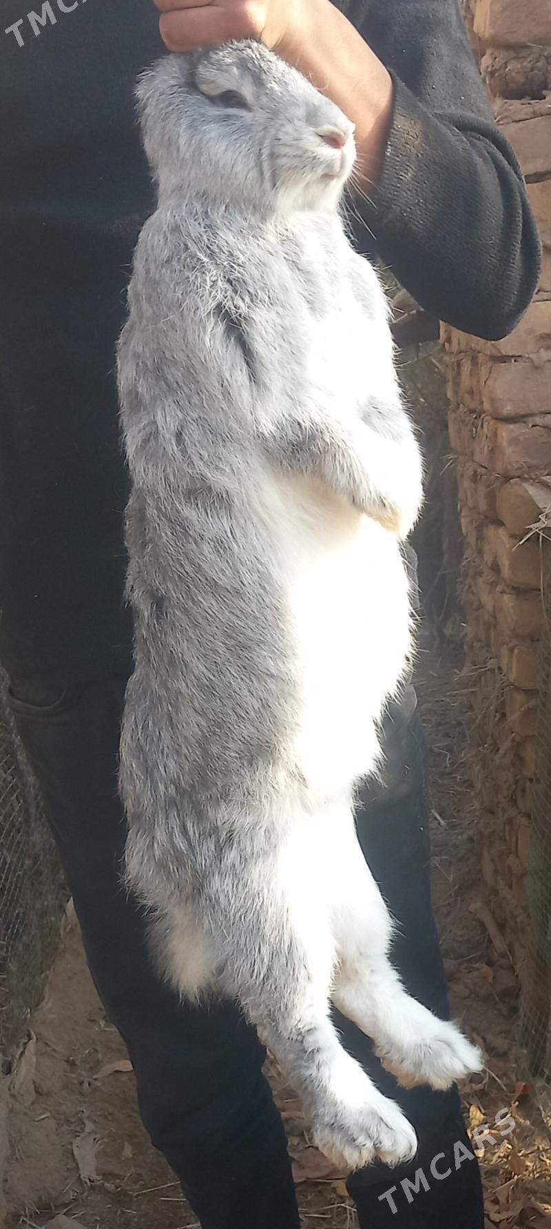 Welikan towsan. - Чарджоу - img 4