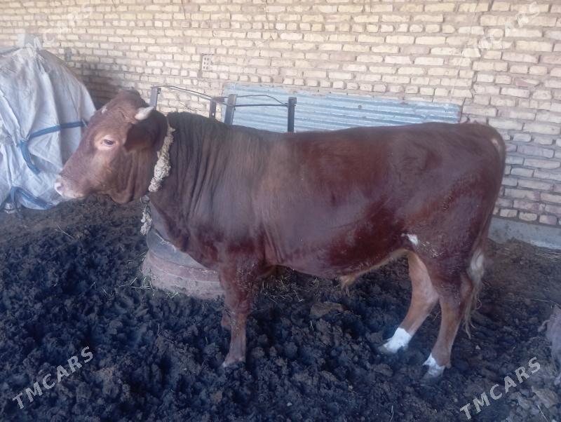 okiz bakilan - Бабадайхан - img 3