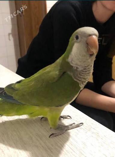 калита монах - Ашхабад - img 2