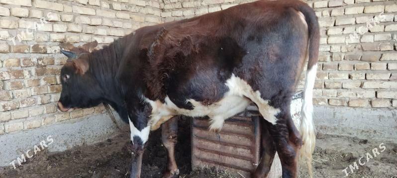 Okuz - Мургап - img 2