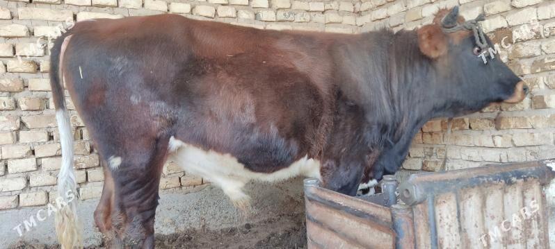 Okuz - Мургап - img 3