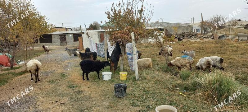 Issek geci - Гёкдепе - img 2