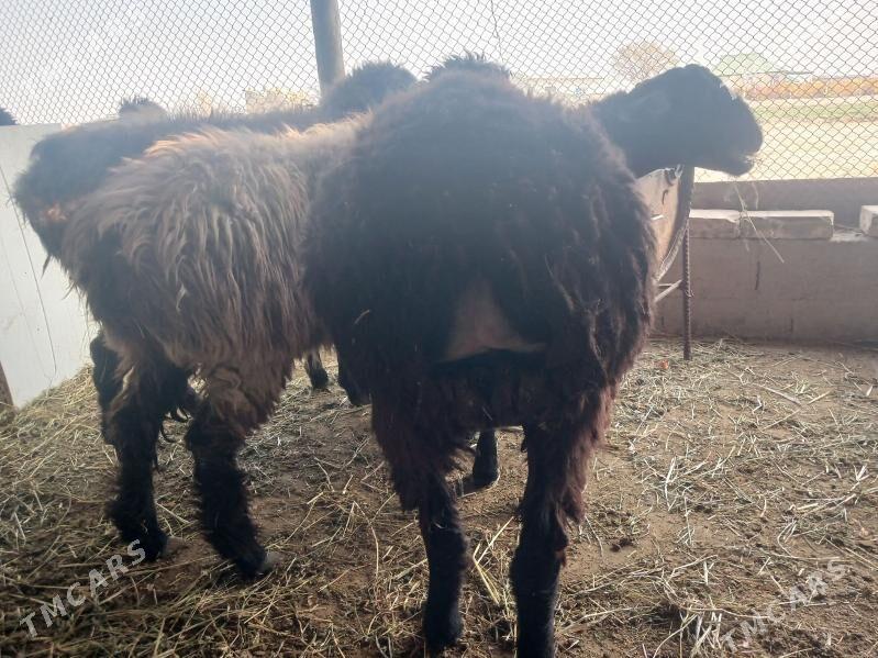 GOYUN - Gökdepe - img 2