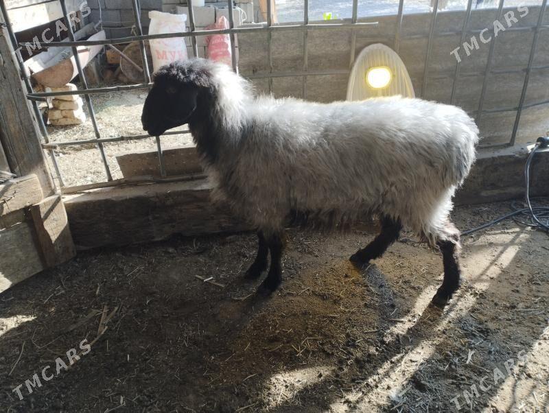 gusyr goýun - Ашхабад - img 2