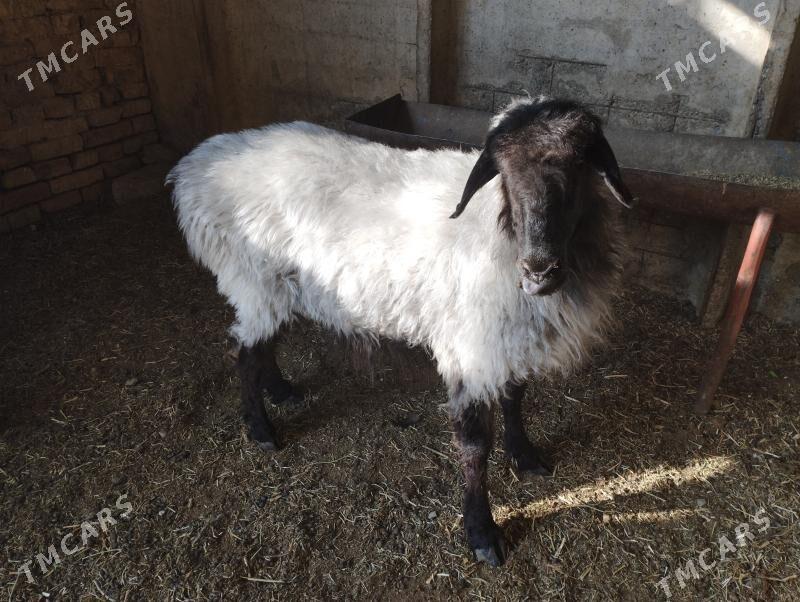 gusyr goýun - Ашхабад - img 3