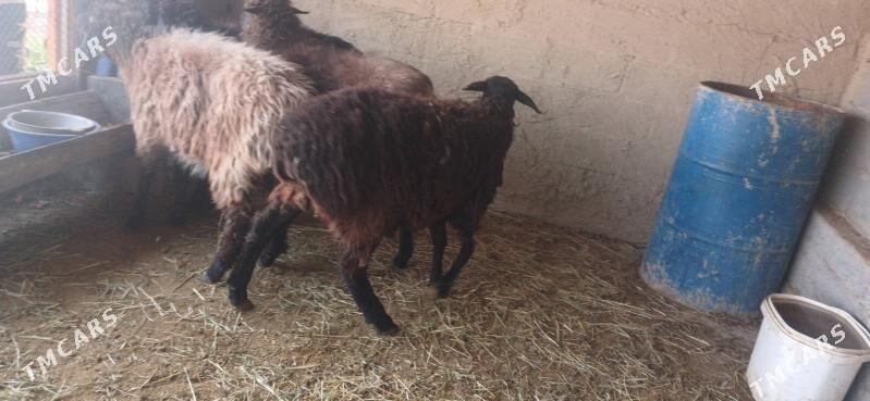 GOYUN - Gökdepe - img 7