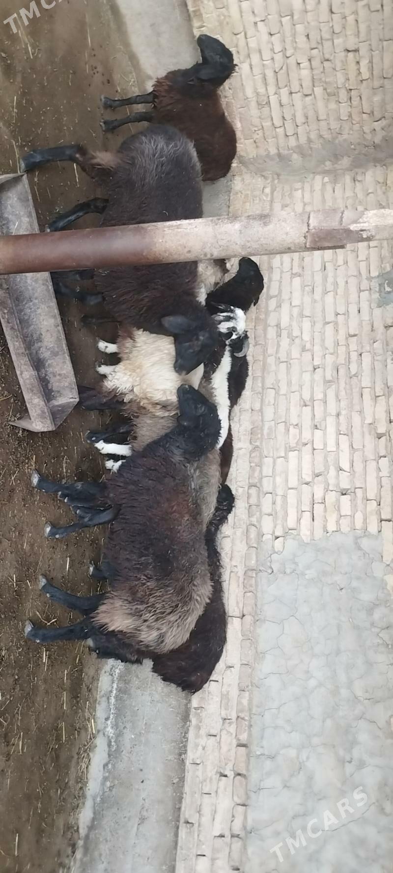 goyun goclar - Çärjew - img 3